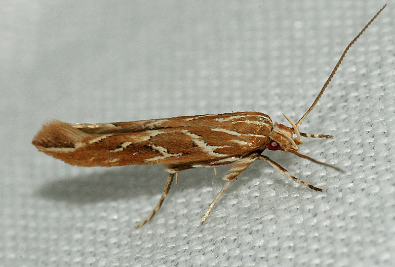 2° Cosmopterigidae - Pyroderces argyrogrammos